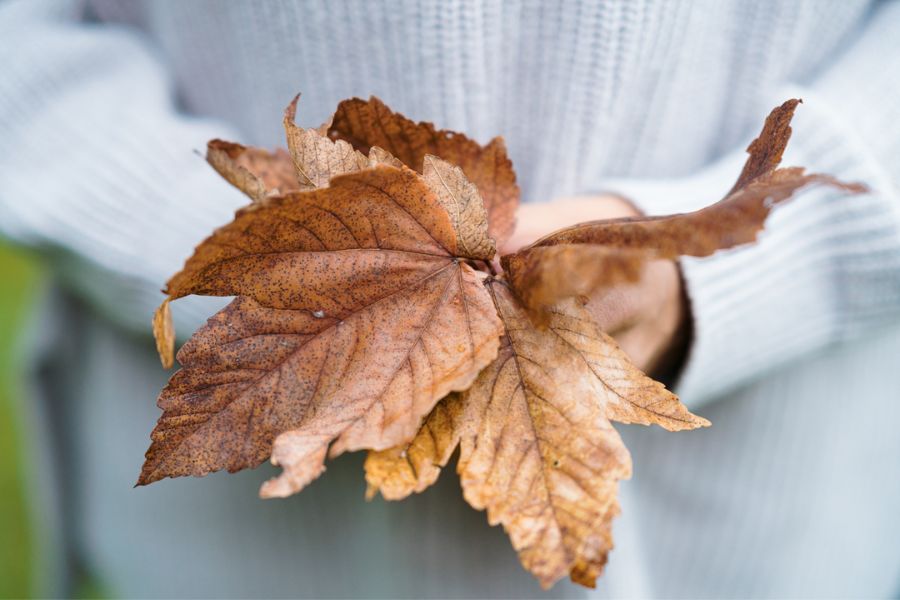 Wie du mit Hilfe des Ayurvedas gut in den Herbst startest Ayurveda Tipps für den Herbst